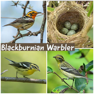 Blackburnian Warbler